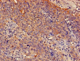 SPRR1A Antibody