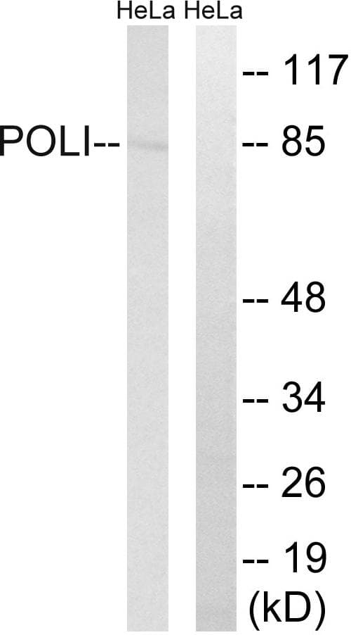 Polyclonal Rabbit anti-Human POLI Antibody (WB)