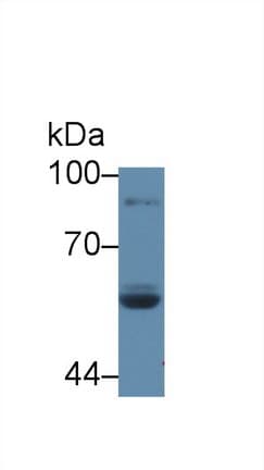 LPO / Lactoperoxidase Antibody (aa351-589, APC)
