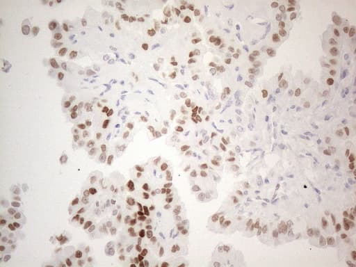 FOS / c-FOS Antibody (clone OTI1E3)