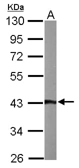 ASNA1 Antibody (aa45-279)
