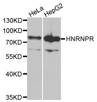 HNRNPR / hnRNP R Antibody