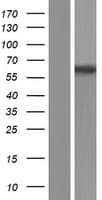 Human RAP1GDS1 / SmgGDS Protein (Over-Expression Lysate Myc-DDK (Flag))