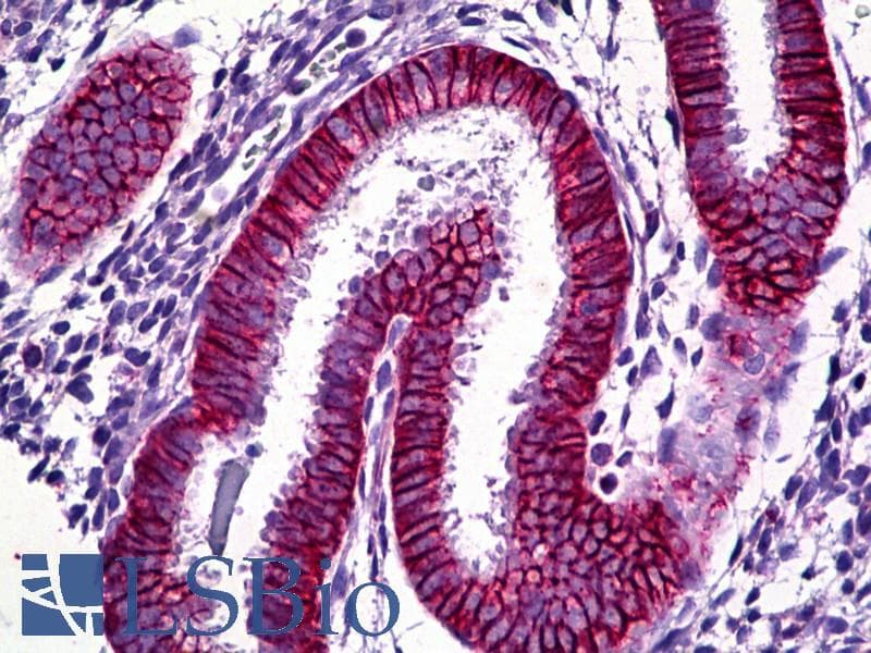 IHC-plus™ Basigin / Emmprin / CD147 Antibody (Internal, clone EPR4052)