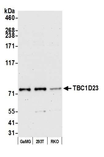 TBC1D23 Antibody (aa525-575)