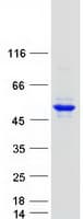 Human PCYT2 / ET Protein (Recombinant Myc-DDK (Flag))