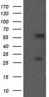 CCT8L2 Antibody (clone OTI2A5, Carrier-free)