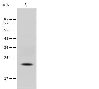 Monoclonal Mouse anti-Human CD3E Antibody (clone 1A7E5G5, Preservative Free, WB)