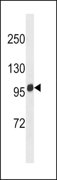 BCAR1 / p130Cas Antibody (aa322-348)