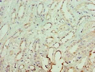 NRF1 / NRF-1 Antibody (aa1-300)