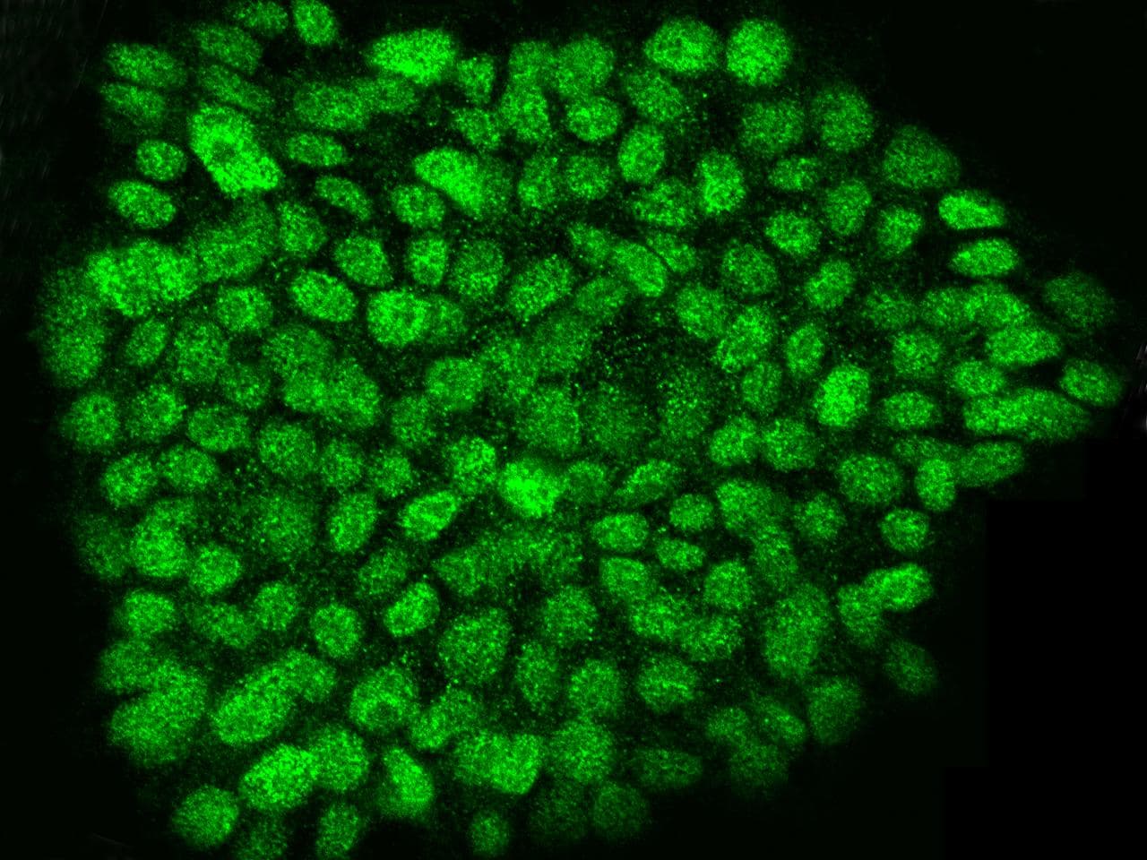 Polyclonal Rabbit anti-Human DPPA2 Antibody (Preservative Free, IHC, IF)