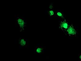 ACD / PTOP Antibody (clone OTI1A2, Carrier-free)