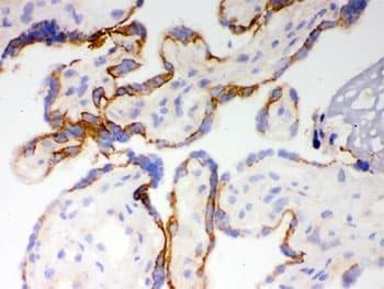 CYP1A1 Antibody