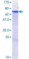 Human CD177 Protein (Recombinant GST)