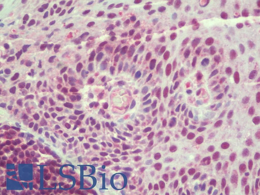 IHC-plus™ TSN / Translin Antibody