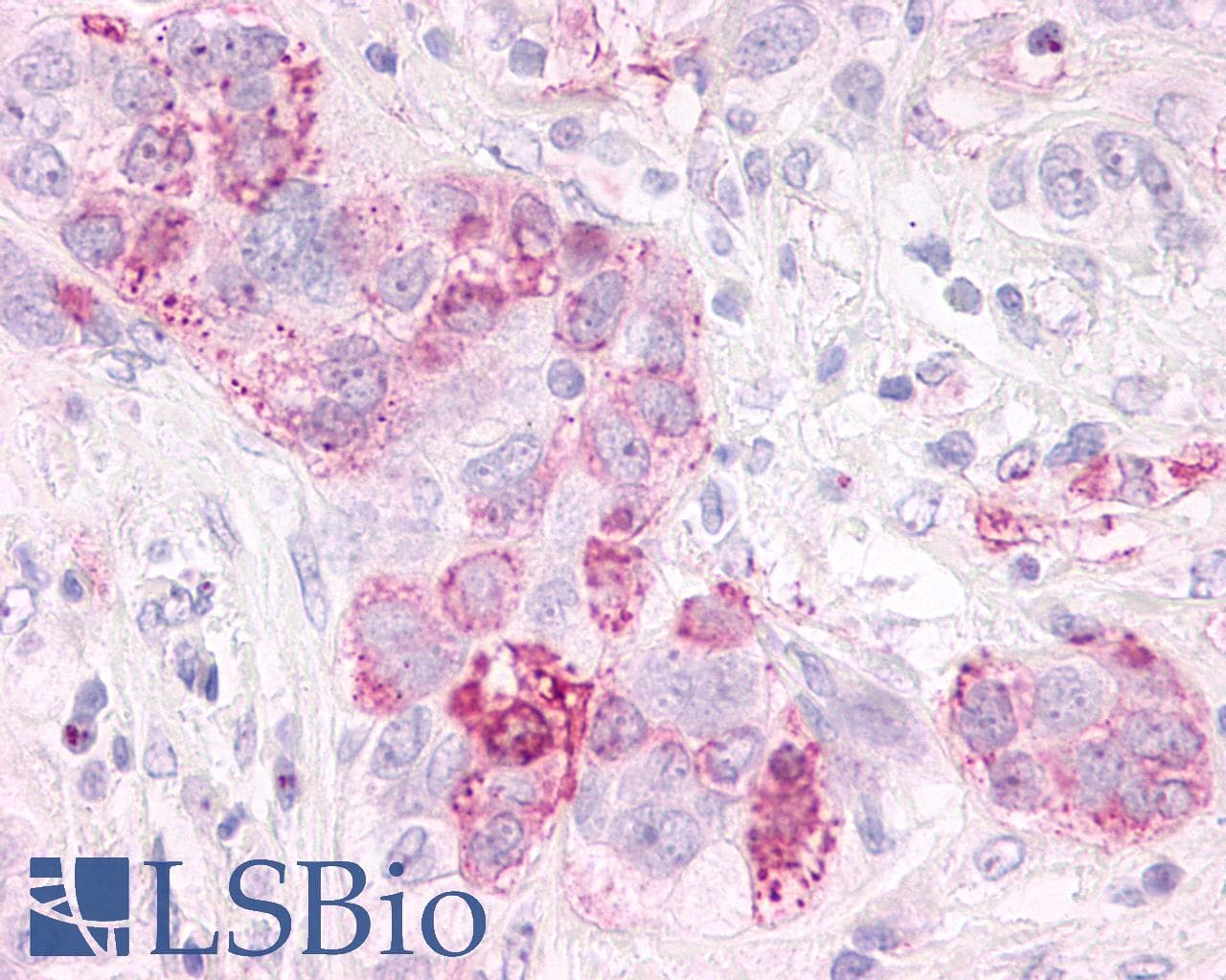 IHC-plus™ GPR3 Antibody (Extracellular Domain)