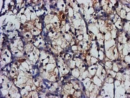MGLL / Monoacylglycerol Lipase Antibody (clone OTI1H2, Carrier-free)