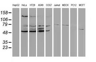 PPM1G Antibody (clone OTI1C12)