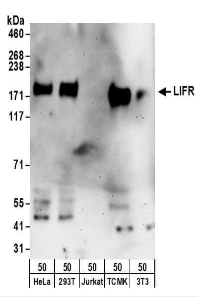 CD118 / LIF Receptor Alpha Antibody (aa1047-1097)