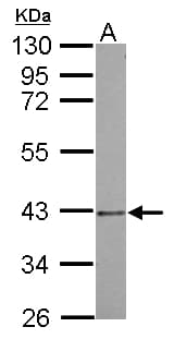 PSMD7 / MOV34 Antibody