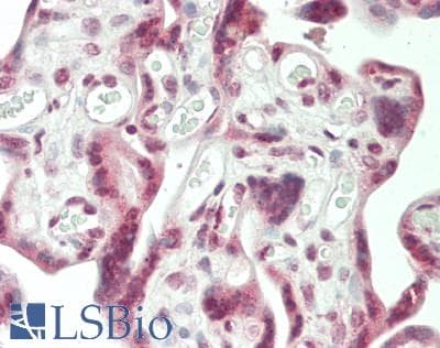 IHC-plus™ ERVWE1 / HERV / Syncytin Antibody (aa400-429)