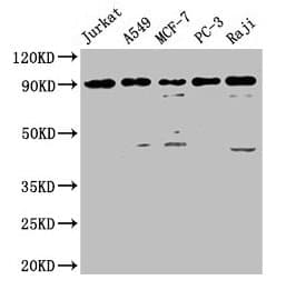 FOXP1 Antibody