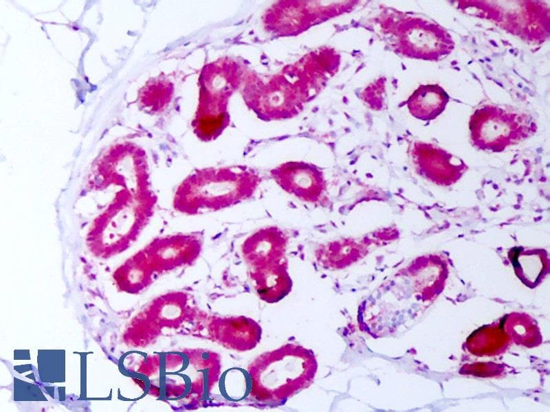 HSP70 / Heat Shock Protein 70 Antibody (clone N27F3-4, PerCP)