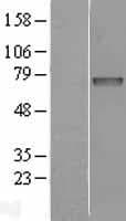 Human IDS / Iduronate 2 Sulfatase Protein (Over-Expression Lysate Myc-DDK (Flag))