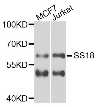 SS18 Antibody