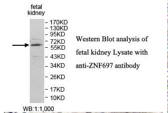 ZNF697 Antibody (aa1-136)