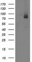 ILVBL Antibody (clone OTI1A12)