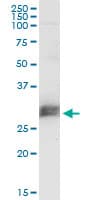 CD151 Antibody (clone 1B2)