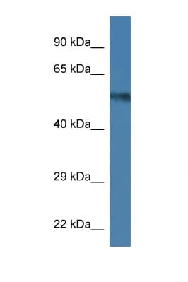 UAP1 Antibody (C-Terminus)