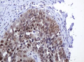 ZSCAN18 / ZNF447 Antibody (clone OTI4D1)