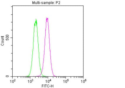 NES / Nestin Antibody (clone 2G2F7)