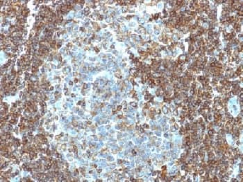 CD3E Antibody (clone PC3/188A)