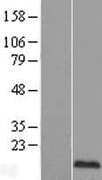 EDF1 / MBF1 Protein (Over-Expression Lysate Myc-DDK (Flag))
