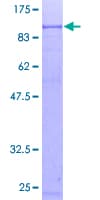 Human TAP2 Protein (Recombinant GST)