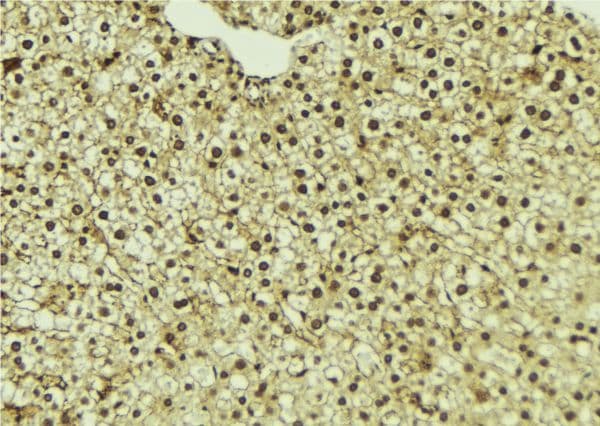 UFD1L Antibody