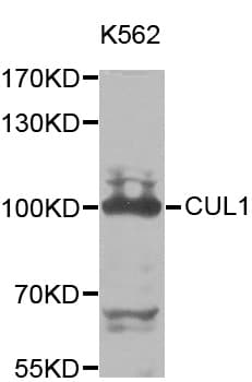 Polyclonal Rabbit anti-Human CUL1 / Cullin 1 Antibody (IHC, IF, WB)