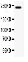 MUC4 Antibody (aa1249-1444)