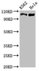 C16orf62 Antibody