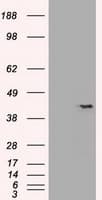 SOX17 Antibody (clone OTI3B10)