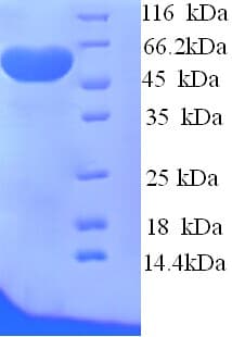 Arabidopsis thaliana Probable Sarcosine Oxidase Protein (Recombinant His)
