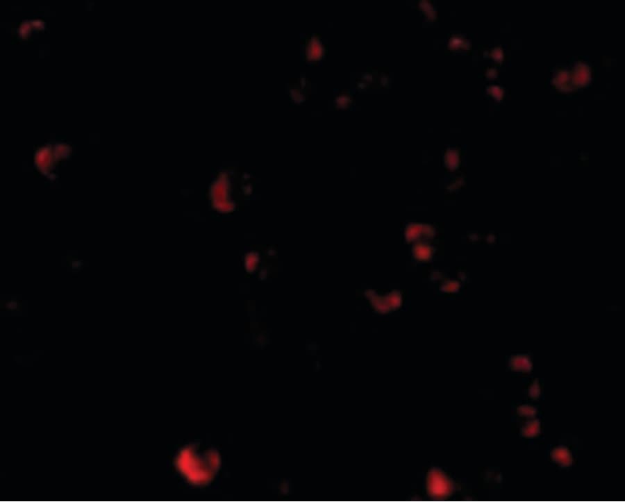 IHC-plus™ TDP-43 / TARDBP Antibody