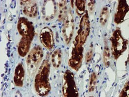 NQO2 Antibody (clone OTI1G2)