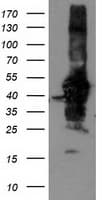 ALS2CR1 / NIF3L1 Antibody (clone OTI5A7, Carrier-free)