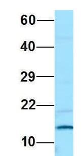 PAM16 Antibody (C-Terminus)