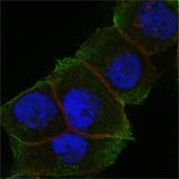 DAXX Antibody (clone 7A11)