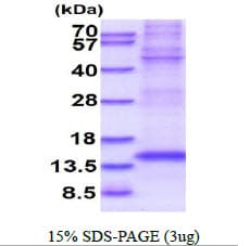 Mouse TGFB1 / TGF Beta 1 Protein (Recombinant His)